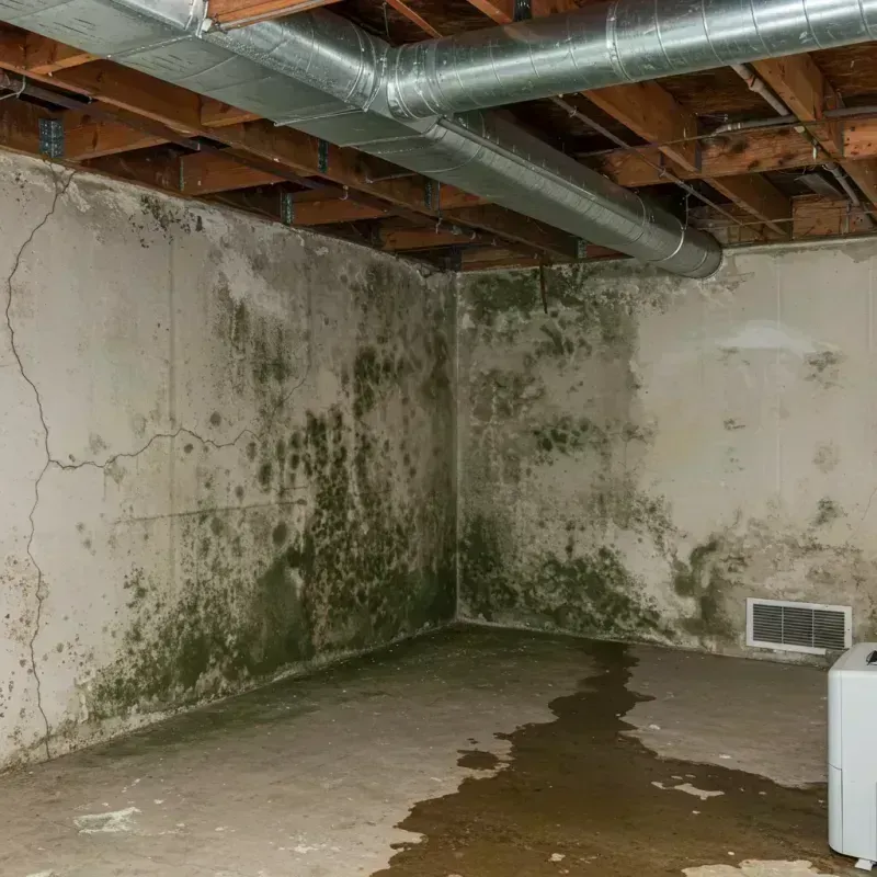 Professional Mold Removal in Menard County, TX